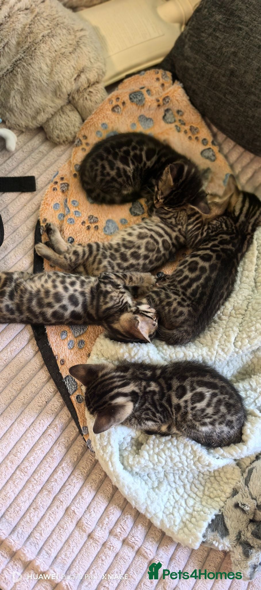 Bengal cats Little Bengal babies  - Advert 2