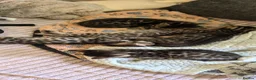 Bengal cats for sale: Little Bengal babies  - Advert 1