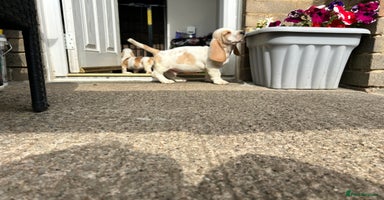 Basset Hound dogs - Advert 3