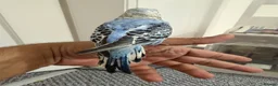 Conures birds for sale: Green check conures tamed - Advert 12