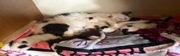 Mixed Breed cats for sale: 🐱Adordable Turkish Van x Ragdoll Kittens🐱 - Advert 3