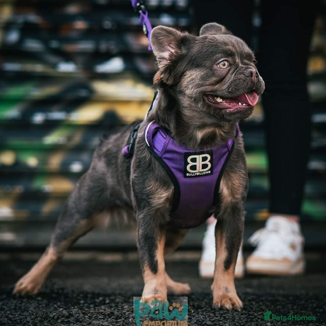 French Bulldog dogs for sale: Quality Visual Fluffy French Bulldog Pups!  - Image 11