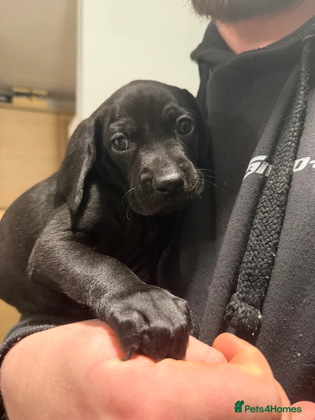 Mixed Breed dogs for sale: Vizmaraner puppies  - Advert 23