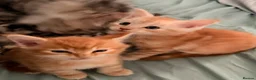 Maine Coon cats for sale: 3 x beautiful Mainecoon kittens in Colchester - Advert 14