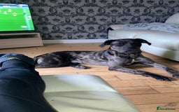 Mixed Breed dogs for sale: Cane corso x  - Advert 5