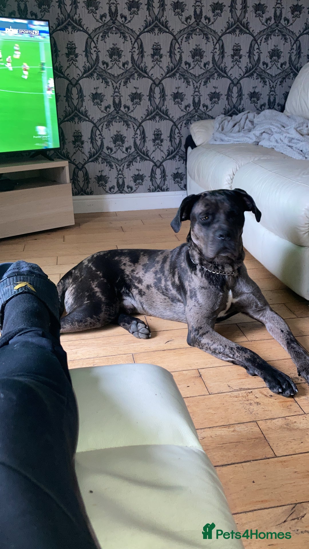 Mixed Breed dogs for sale: Cane corso x  - Advert 5