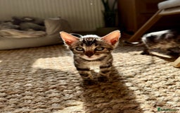 Bengal cats for sale: Stunning Glittered Pedigree Bengal Female TICA reg - Image 11