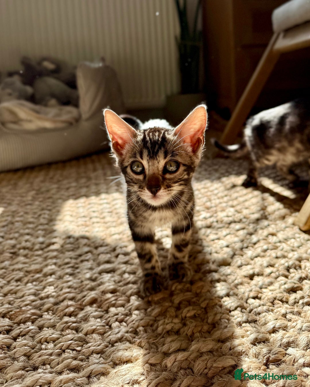 Bengal cats for sale: Stunning Glittered Pedigree Bengal Female TICA reg - Image 11