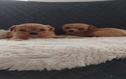 Cavapoo dogs for sale: Stunning cavapoo puppies - Image 5