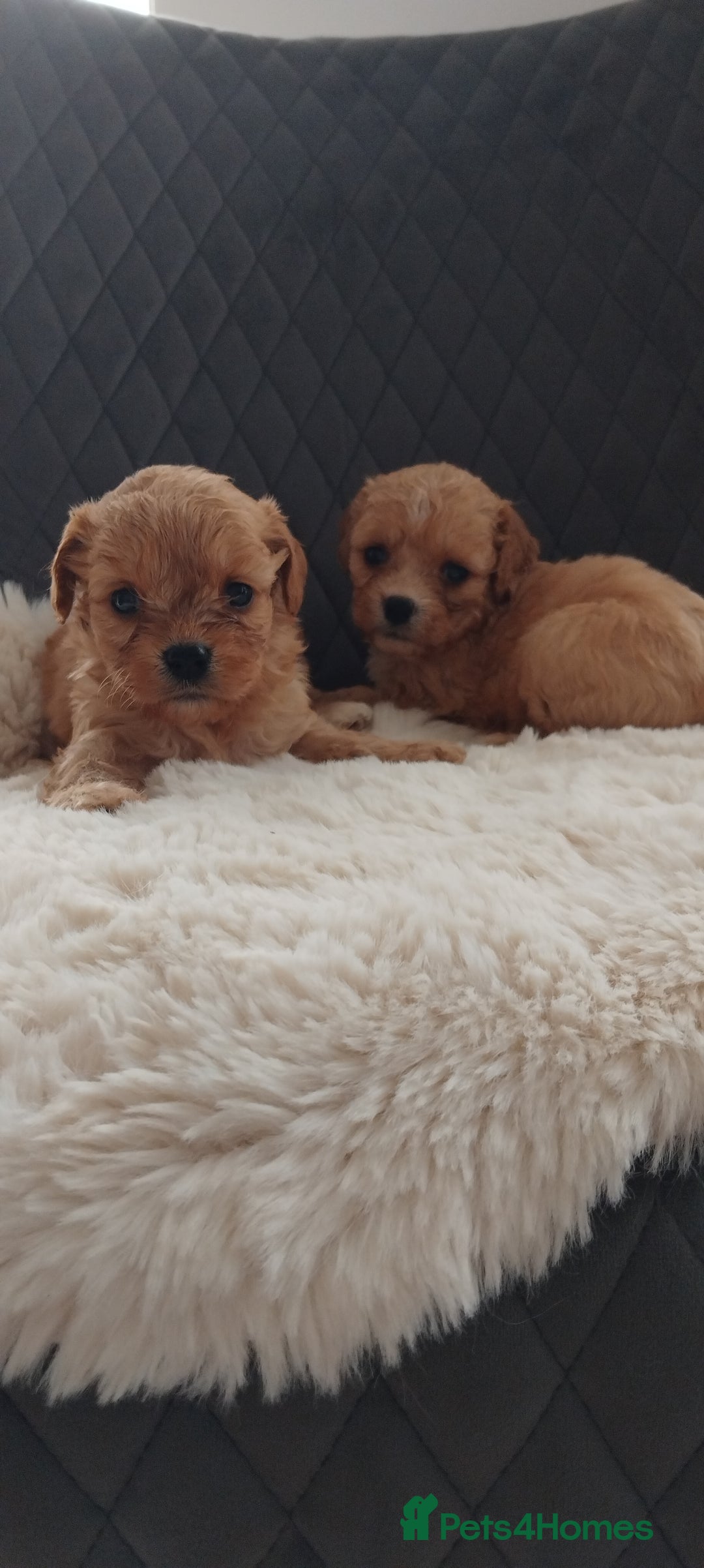 Cavapoo dogs for sale: Stunning cavapoo puppies - Image 5