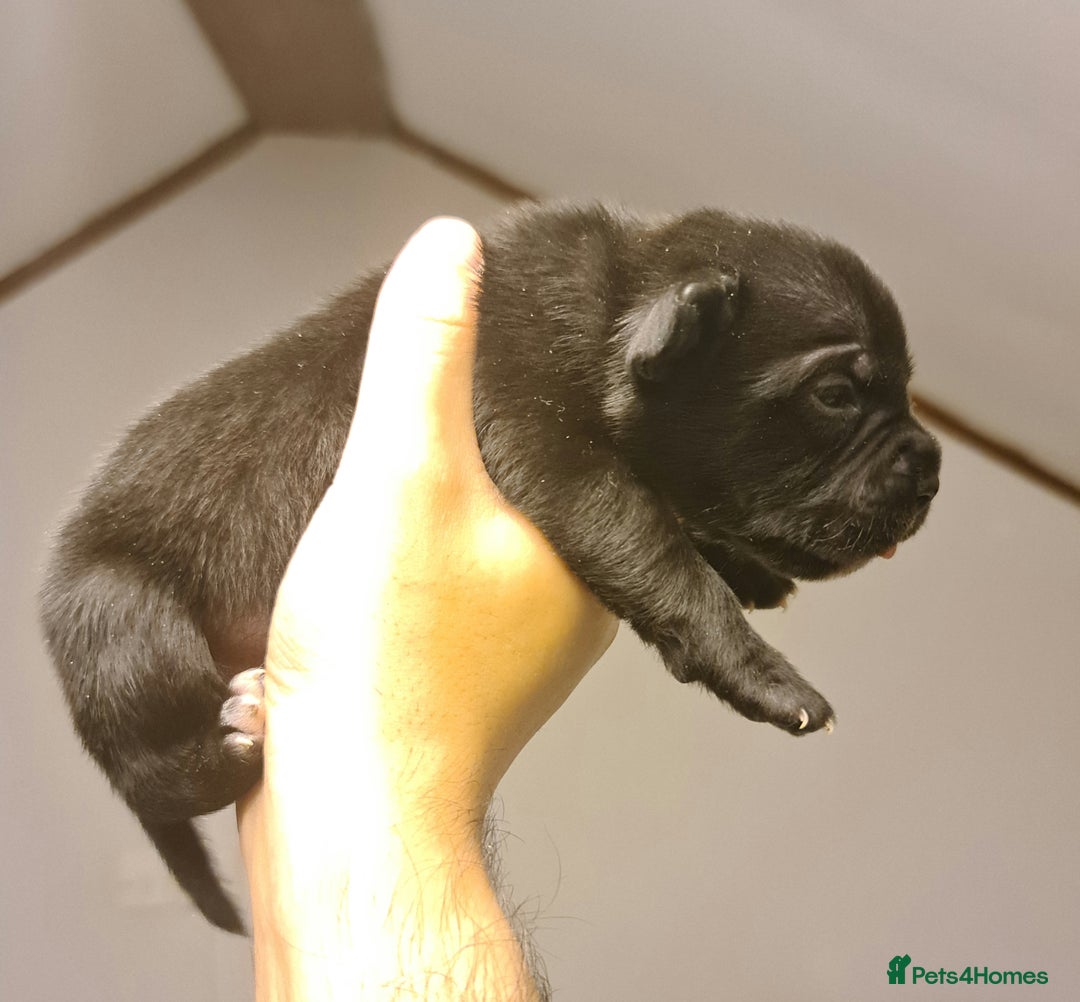 Staffordshire Bull Terrier dogs for sale: Adorable champion bred black staffys puppy's  - Image 14