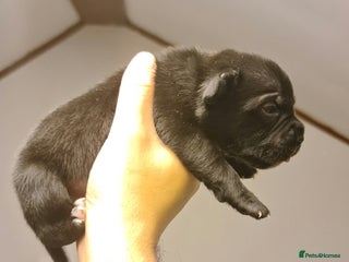 Staffordshire Bull Terrier dogs - Advert 3