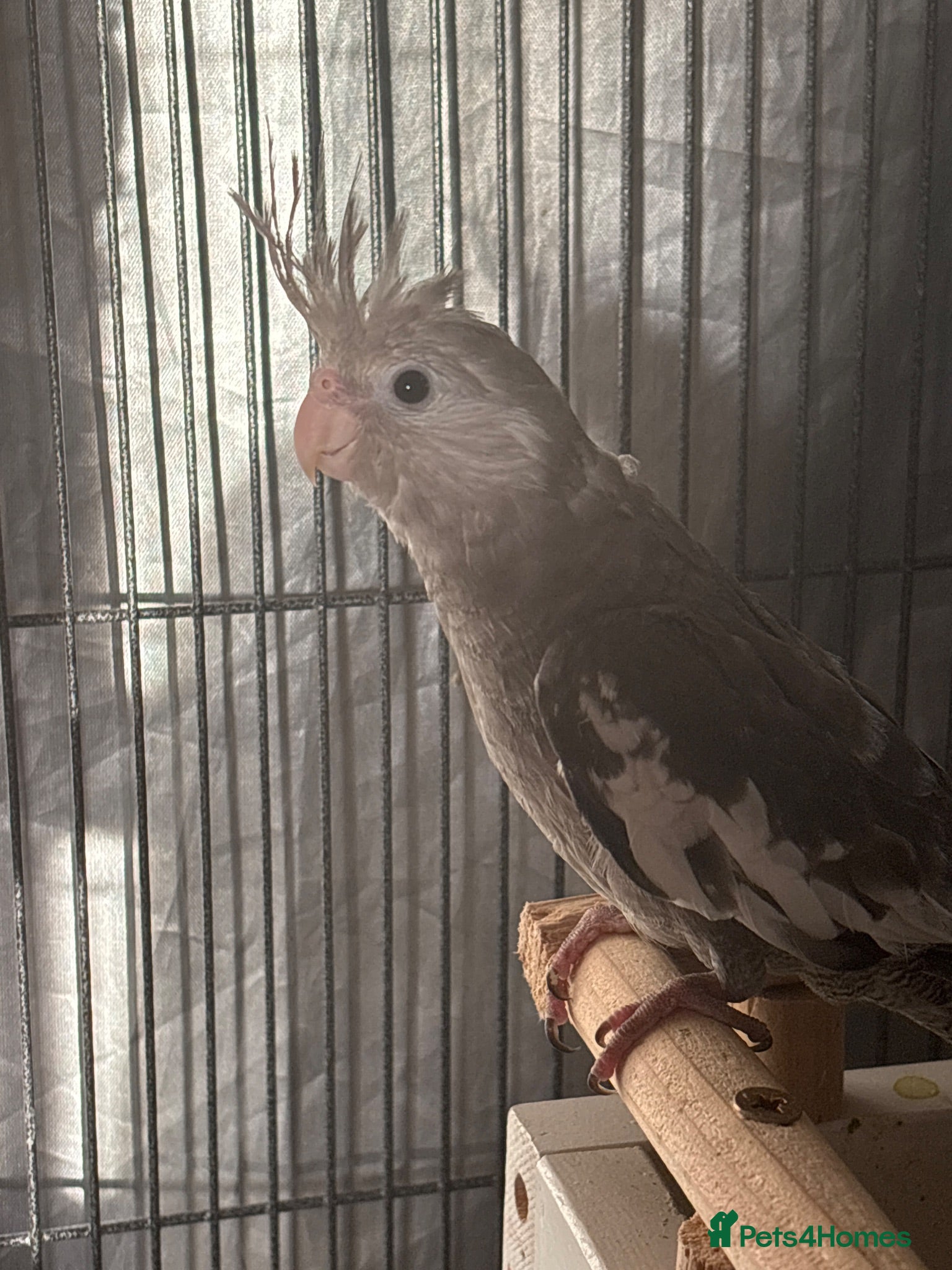 Cockatiels birds Semi tame Baby cockatiel for sale - Advert 1