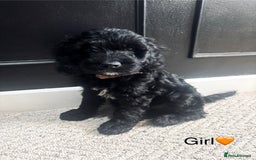 Cockapoo dogs for sale: F1 Cockapoo Puppies (1 boy and 2 girls left)  - Image 4