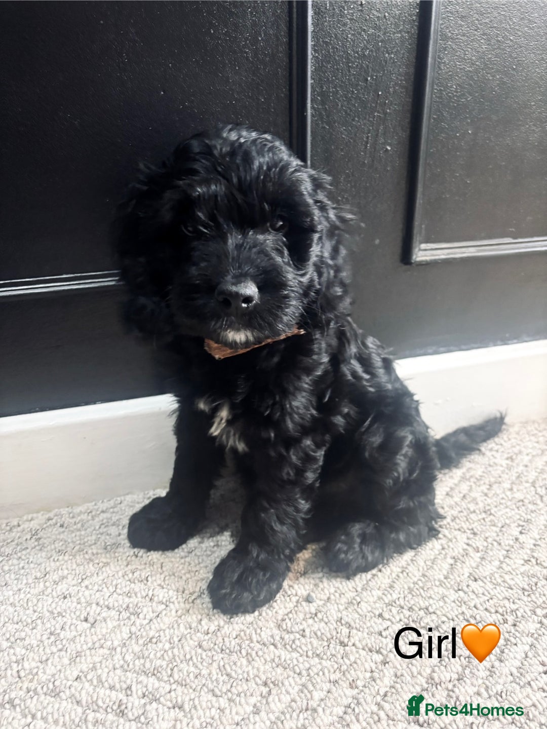 Cockapoo dogs for sale: F1 Cockapoo Puppies (1 boy and 2 girls left)  - Image 4