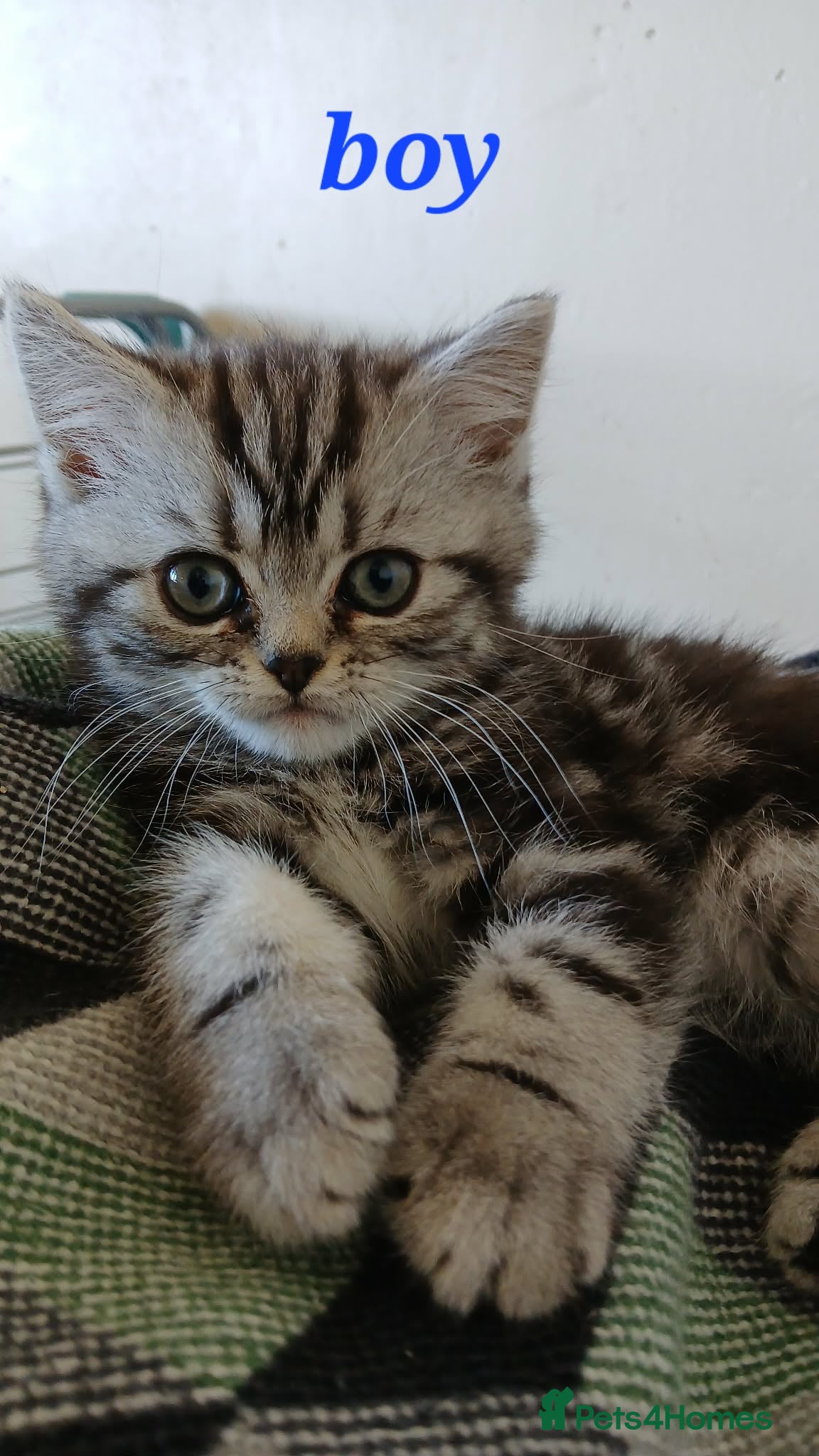 British Shorthair cats Bsh .Silver Classic Tabby. GCCF. - Advert 7