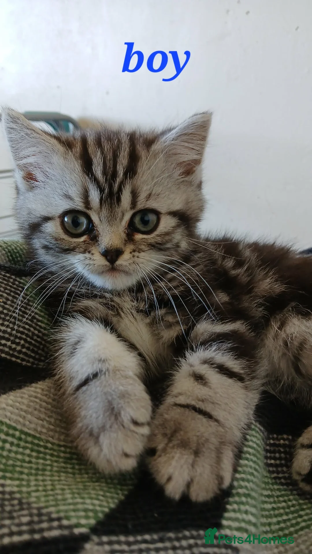 British Shorthair cats for sale: Bsh .Silver Classic Tabby. GCCF. - Advert 1