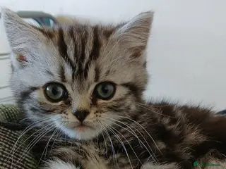 British Shorthair cats Bsh .Silver Classic Tabby. GCCF. - Advert 7