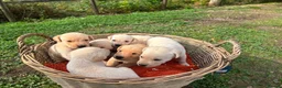 Labrador Retriever dogs for sale: Kc registered yellow Labrador puppies - Advert 3