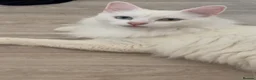 Turkish Angora cats for sale: Ludo  in Winsford - Advert 2