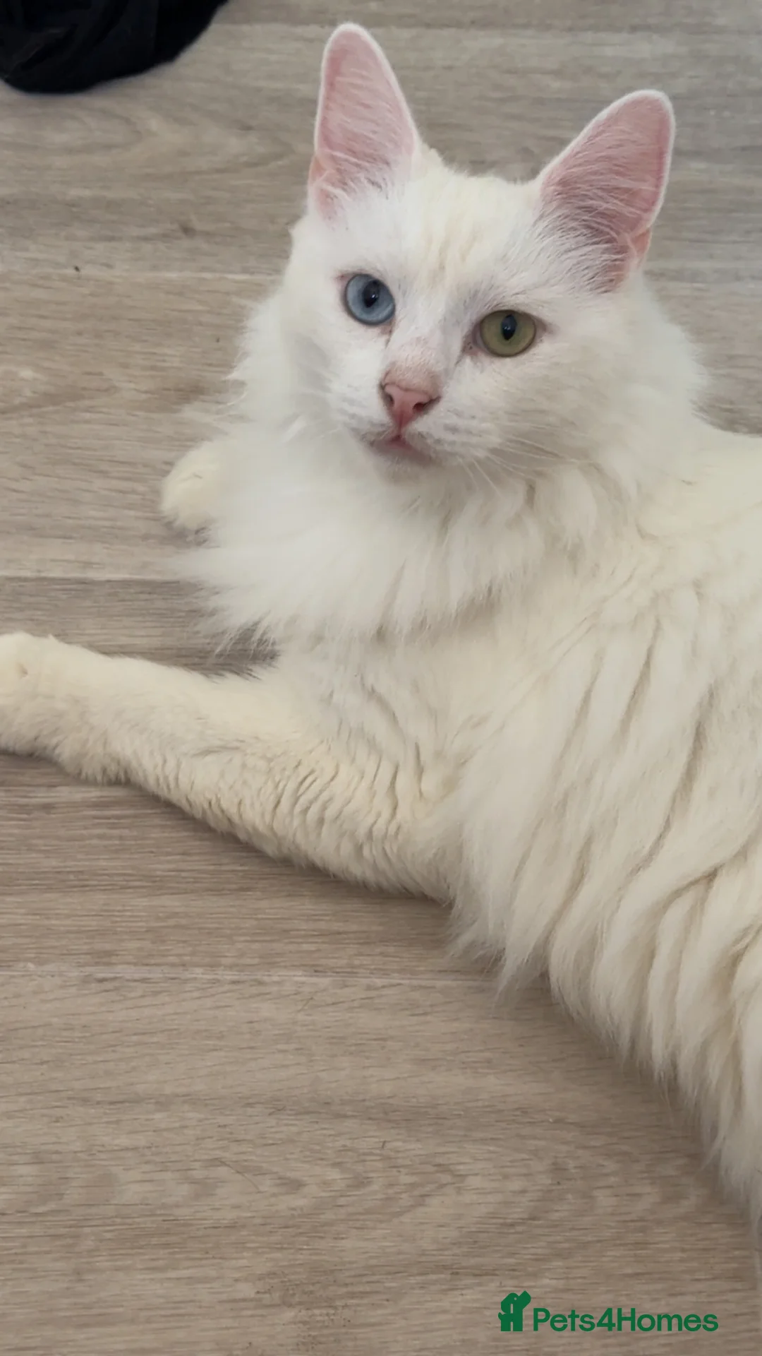 Turkish Angora cats for sale: Ludo  in Winsford - Advert 2