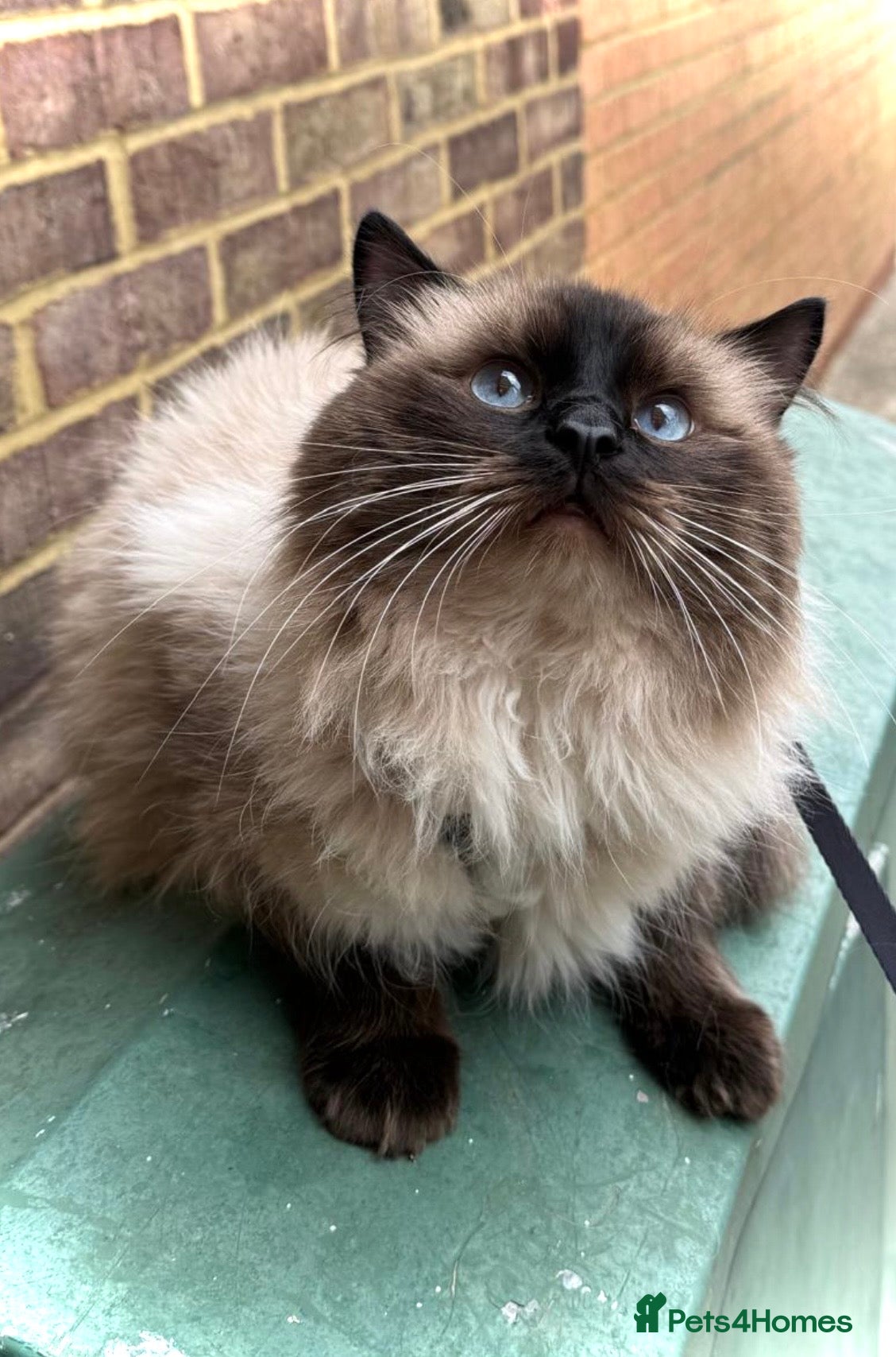 Ragdoll cats 3 Male Ragdoll cats looking for lovely families - Advert 4