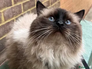Ragdoll cats 3 Male Ragdoll cats looking for lovely families - Advert 4