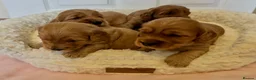 Cockapoo dogs for sale: Gorgeous F1 PRA clear Toy Cockapoo puppies - Advert 31