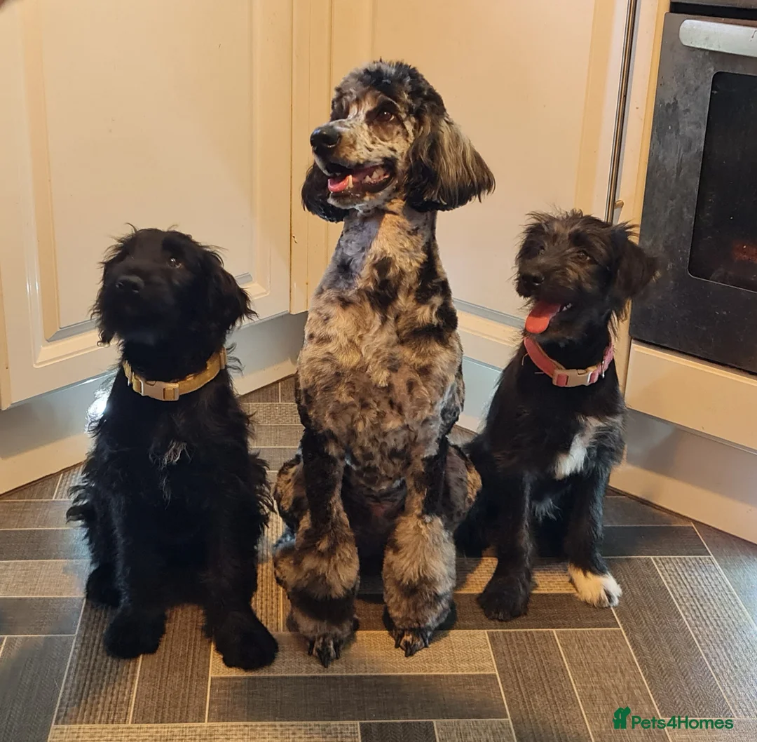 Bordoodle dogs for sale: 🌙☀️Waiting List Open🌙☀️ - Advert 11