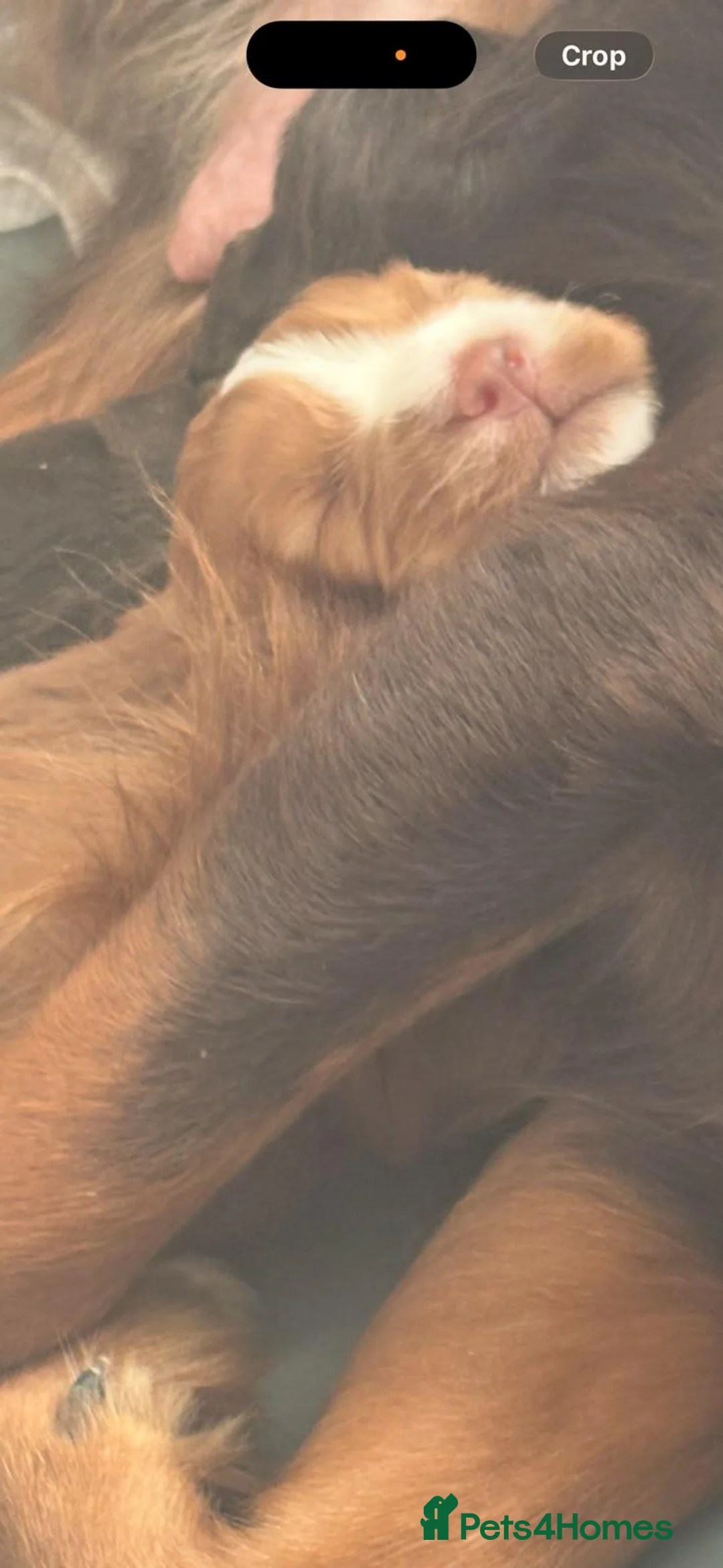 Cocker Spaniel dogs for sale: KC Working cocker spaniels  in Stoke-on-Trent - Advert 9