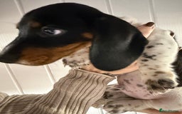 Miniature Dachshund dogs for sale: 2 miniature dachshund puppies  - Advert 3