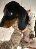 Miniature Dachshund dogs 2 miniature dachshund puppies - Advert 3