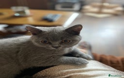 British Shorthair cats for sale: ❤️GCCF❤️ONE GIRL LEFT❤️READY❤️ BRITISH SHORTHAIR❤️ - Image 31