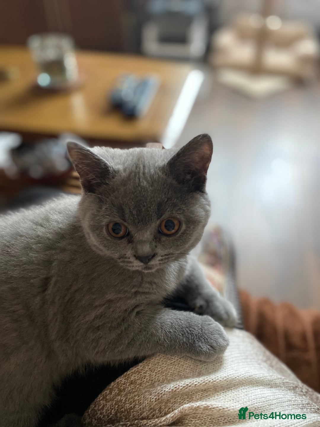 British Shorthair cats for sale: ❤️GCCF❤️ONE GIRL LEFT❤️READY❤️ BRITISH SHORTHAIR❤️ - Image 31