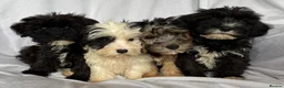 Mixed Breed dogs for sale: Sealyham X Poodle Puppies  - Advert 18