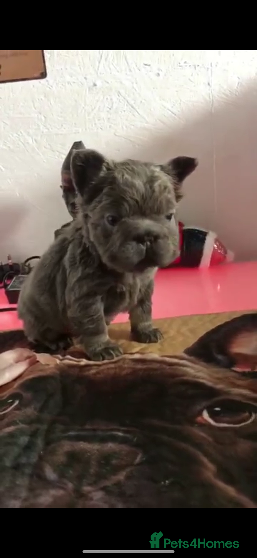 French Bulldog dogs for sale: FLUFFY  **  FULL FLUFFY FRENCHBULLDOGS😍😍 - Advert 3