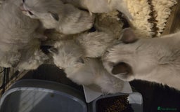 Ragdoll cats for sale: Beautiful GCCF Reg Pure Bred Ragdoll kittens - Image 5