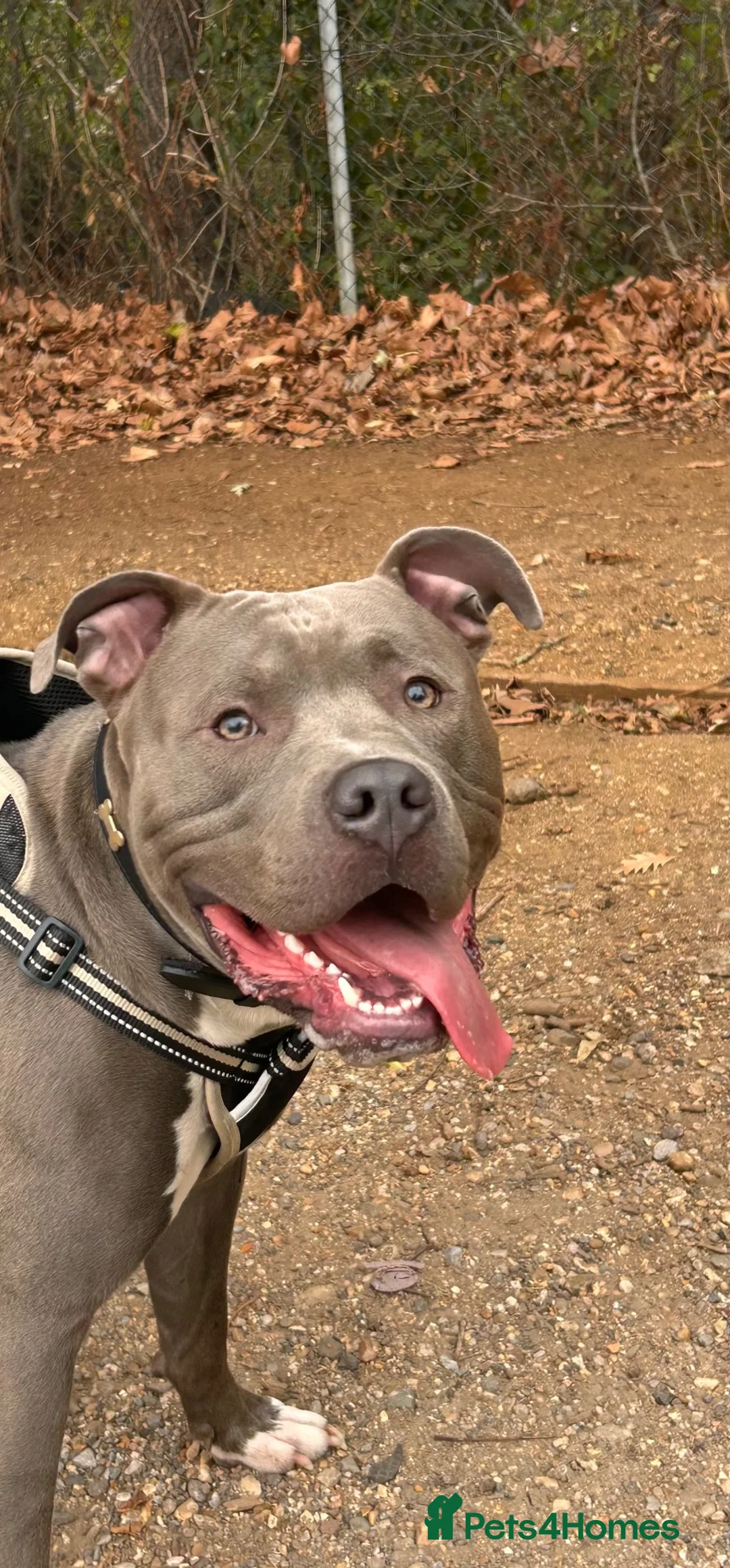 Staffordshire Bull Terrier dogs for stud: Beautiful Blue/Grey Staffordshire Bull Terrier  in Feltham - Advert 1