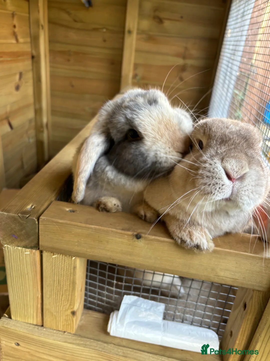Mini Lop rabbits for sale: Iggy & Lulu the 2 bunnies 🐰🩷 - Advert 1