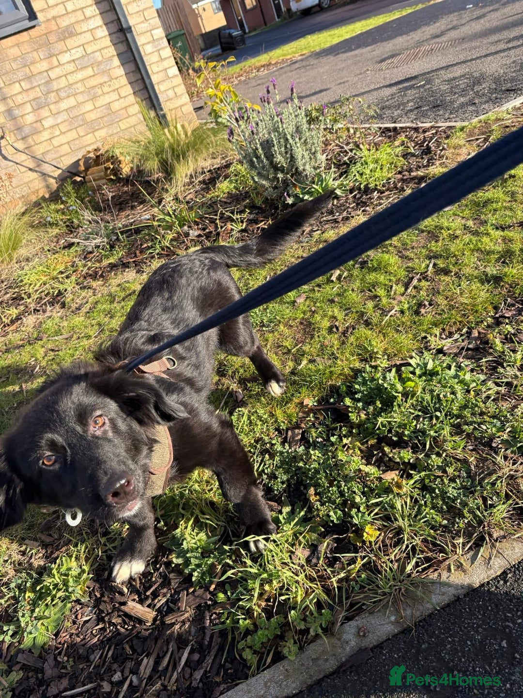Mixed Breed dogs for adoption: Star 🌟 Norwich Norfolk  - Advert 7