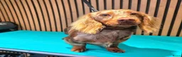 Miniature Dachshund dogs for stud: **RogueRoyales Stud Vuitton** PRA Clear - Advert 12