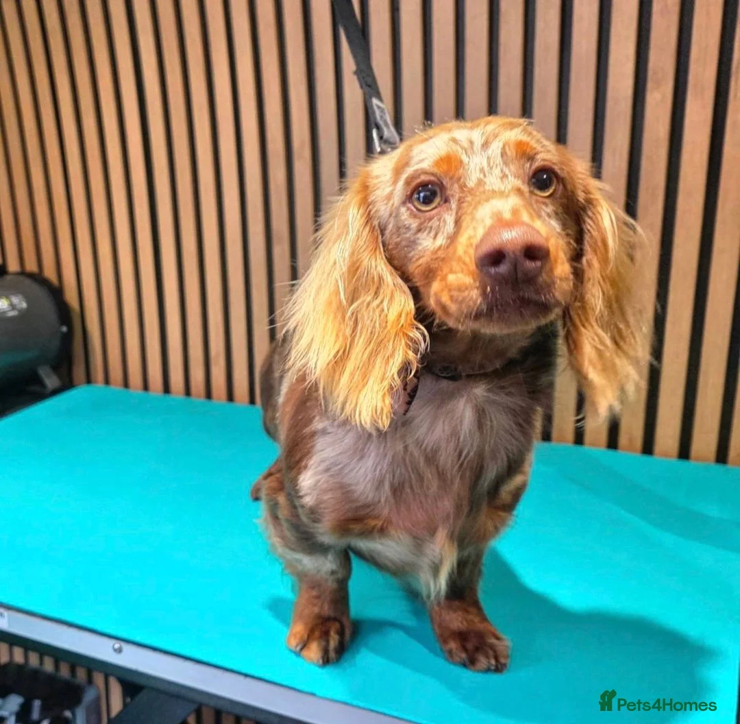 Miniature Dachshund dogs for stud: **RogueRoyales Stud Vuitton** PRA Clear - Advert 12