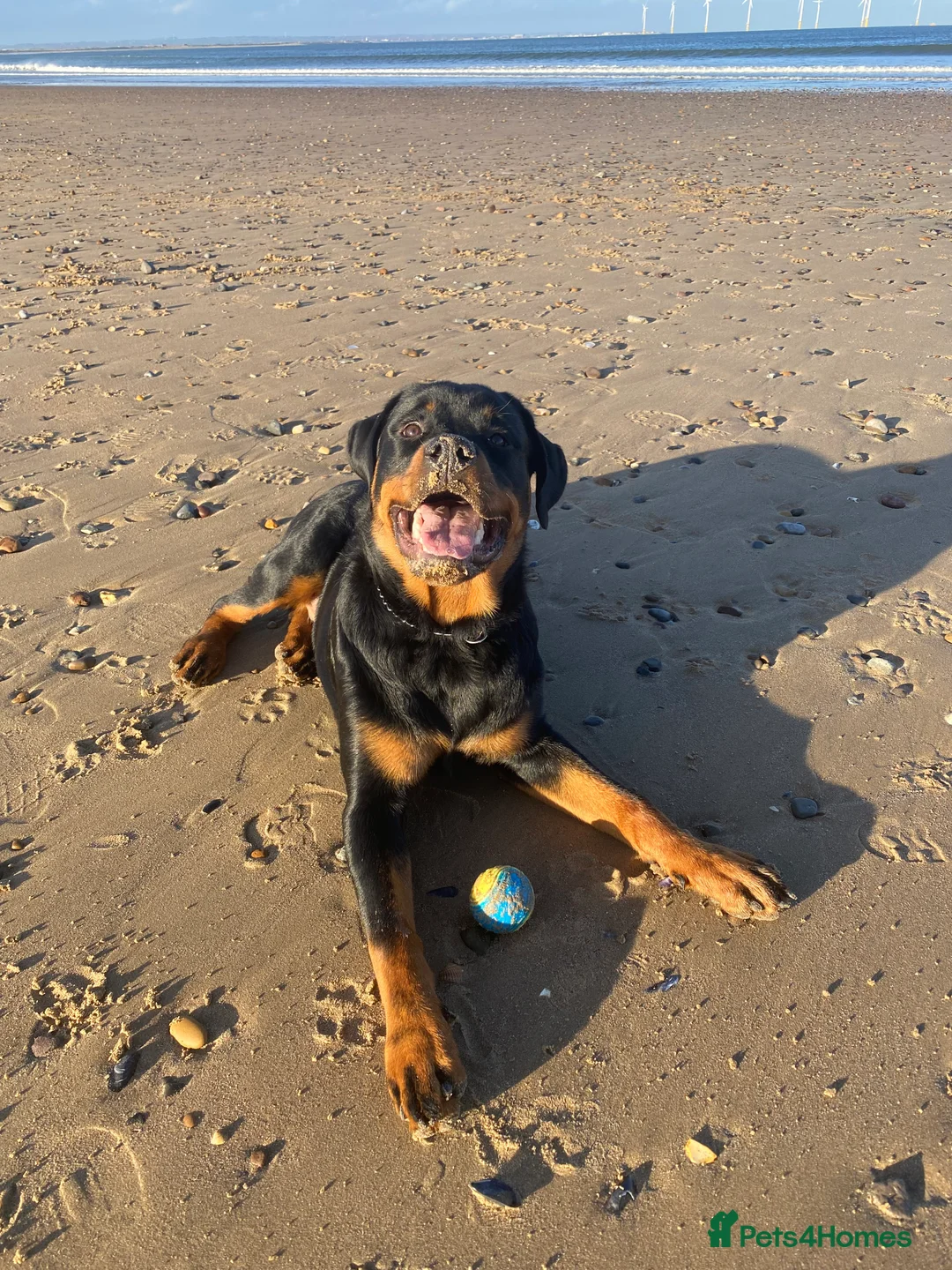 Rottweiler dogs for sale: Kevin  - Advert 2