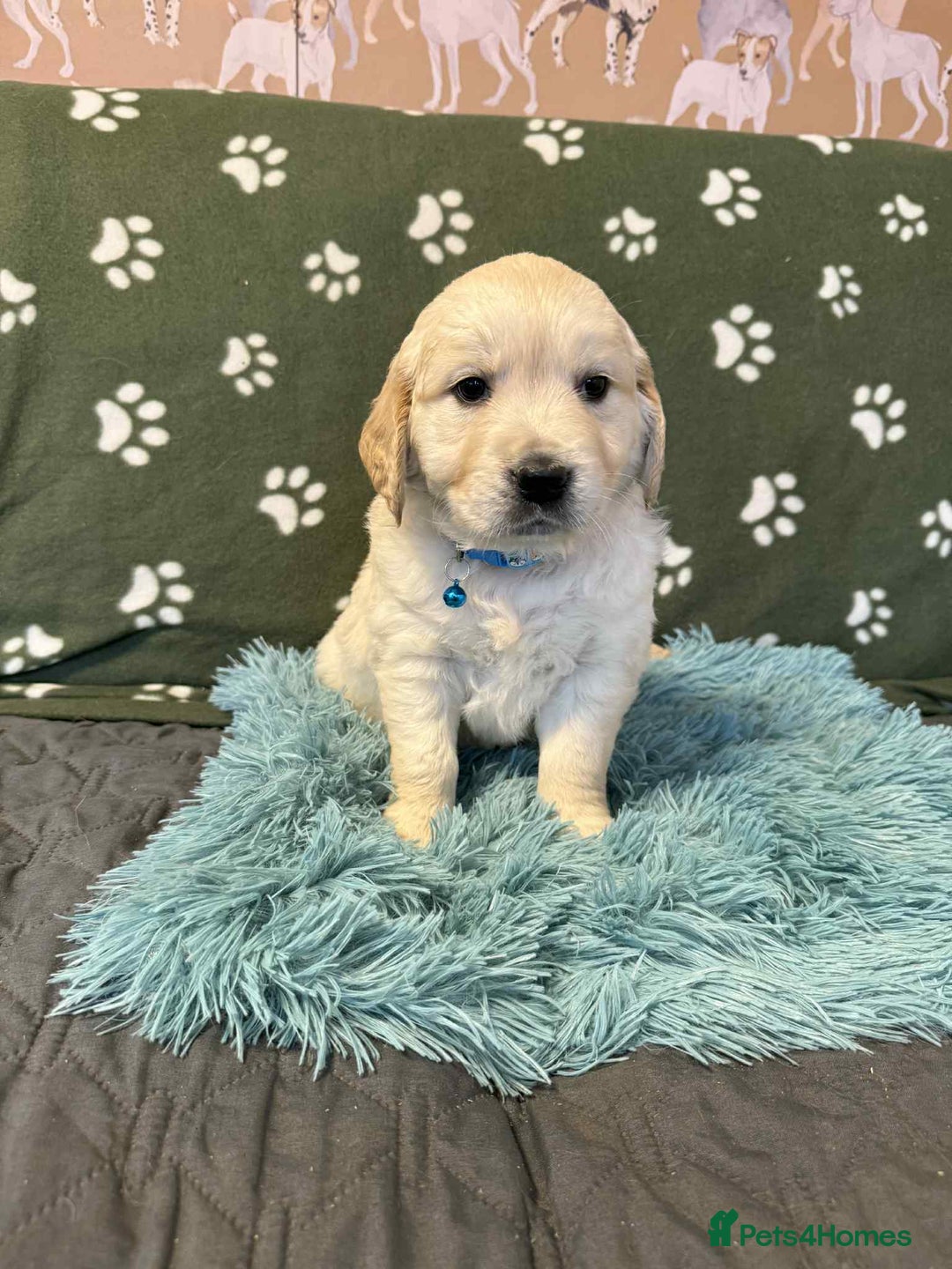 Golden Retriever dogs for sale: Stunning health tested Golden Retriever Puppies  - Advert 32