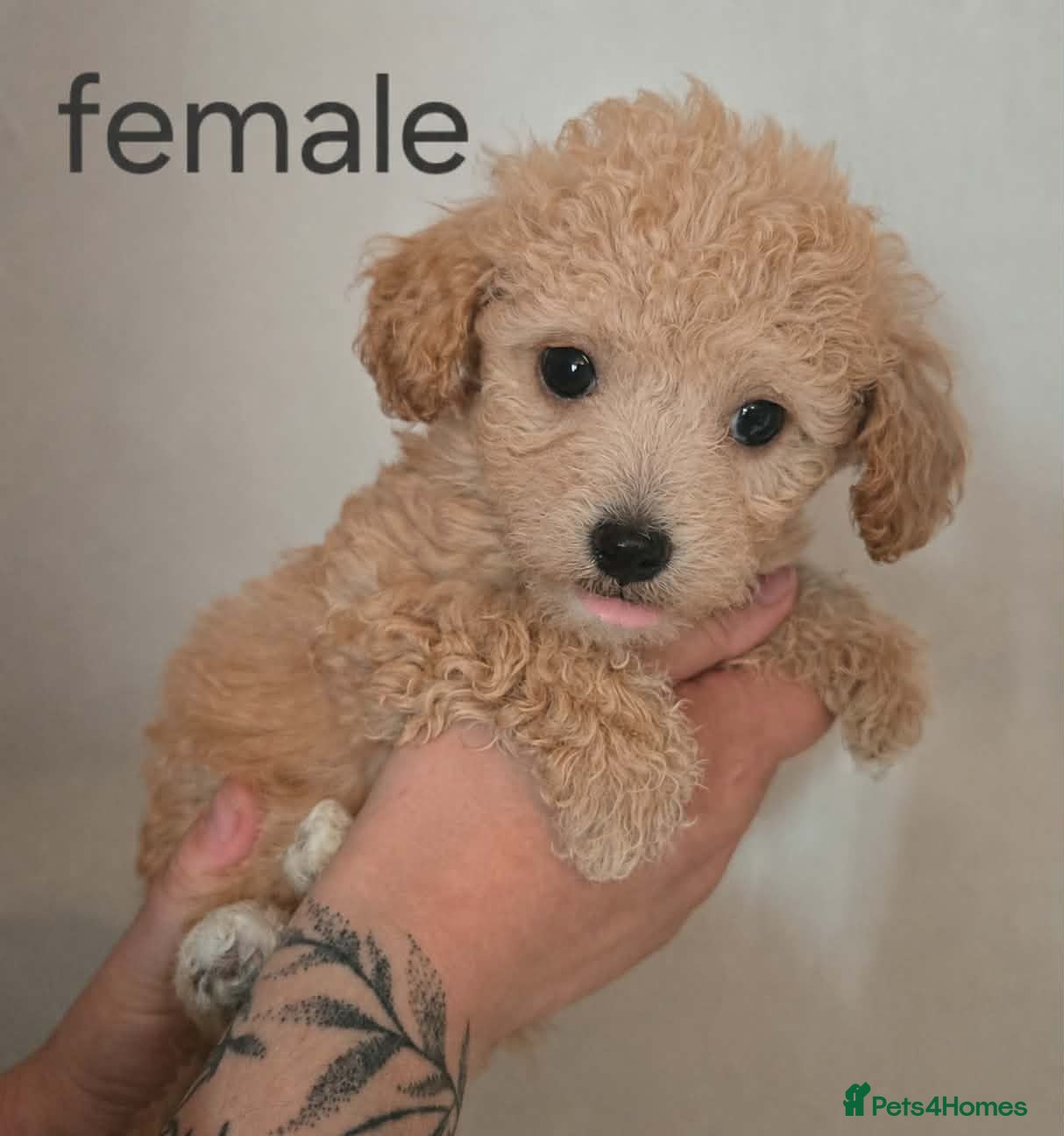 Poochon dogs ❤️READY NOW! Phantom Poochon pups❤️ - Advert 1