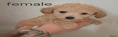 Tan collar