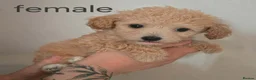 Poochon dogs for sale: ❤️READY NOW! Phantom Poochon pups❤️ - Advert 1