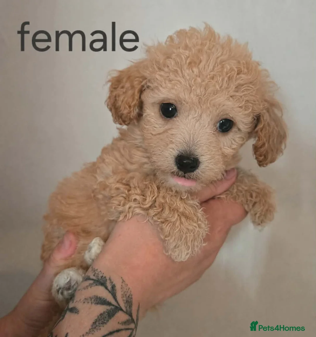 Poochon dogs for sale: ❤️READY NOW! Phantom Poochon pups❤️ - Advert 1