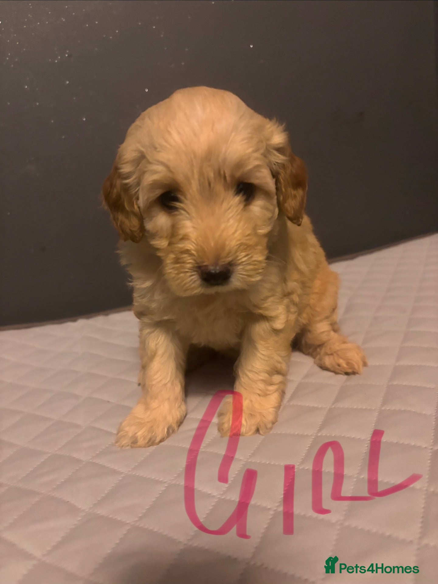 Mini Goldendoodle dogs Beautiful miniature Golden Doodle puppies - Advert 1