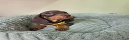 Miniature Dachshund dogs for sale: Kc registered Miniature Dachshund  - Advert 1